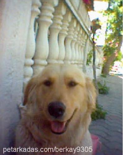 betsy Dişi Golden Retriever