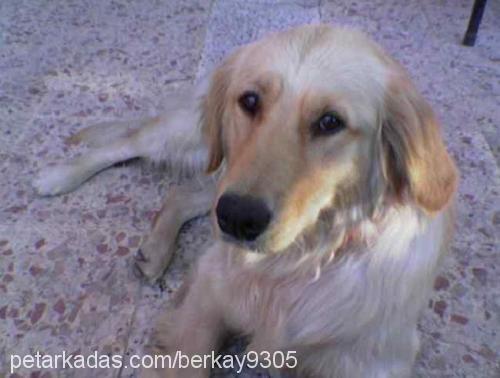 betsy Dişi Golden Retriever