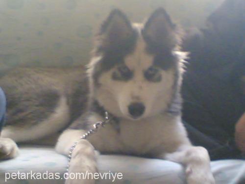 ronin Dişi Sibirya Kurdu (Husky)