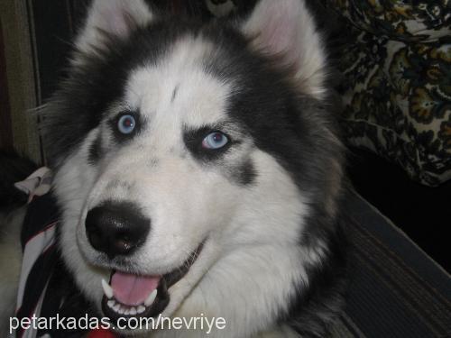 ronin Dişi Sibirya Kurdu (Husky)