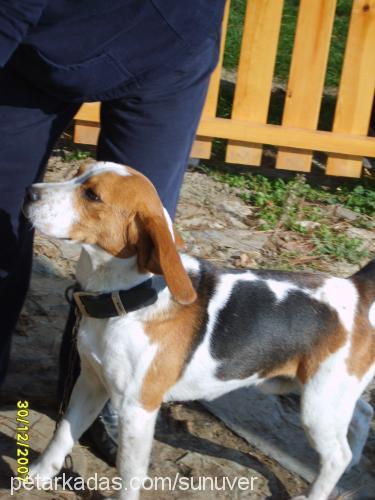 tobi Erkek Beagle