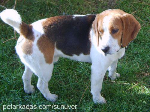 tobi Erkek Beagle