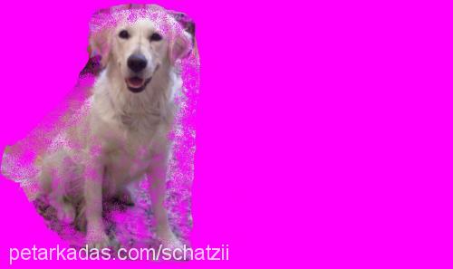 schatzi Dişi Golden Retriever