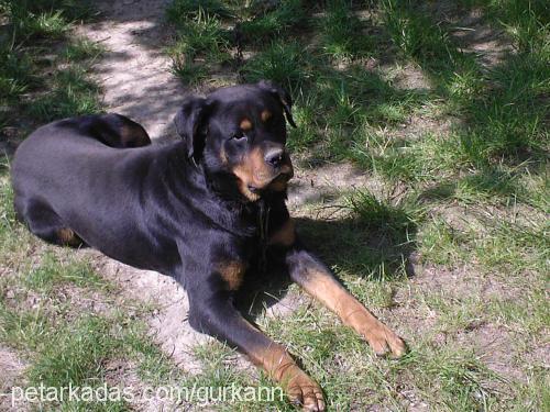 dıesell Erkek Rottweiler