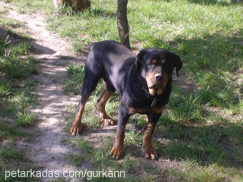 dıesell Erkek Rottweiler