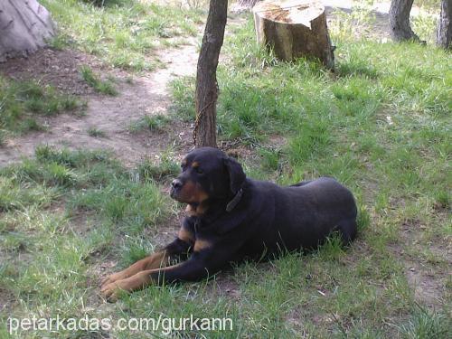 dıesell Erkek Rottweiler