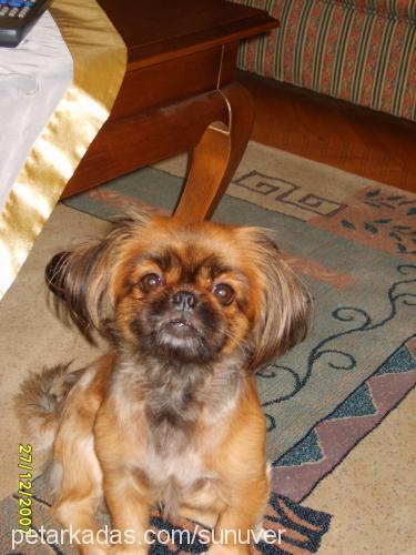 Kiraz Dişi Tibetli Spaniel