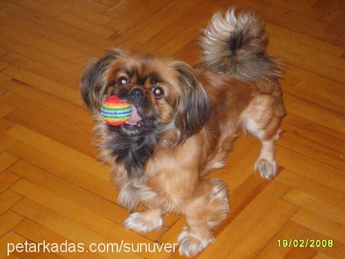 Kiraz Dişi Tibetli Spaniel