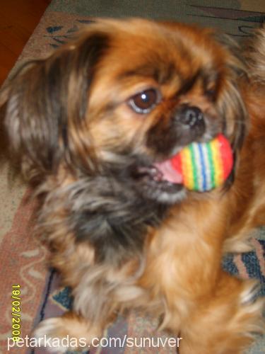 Kiraz Dişi Tibetli Spaniel