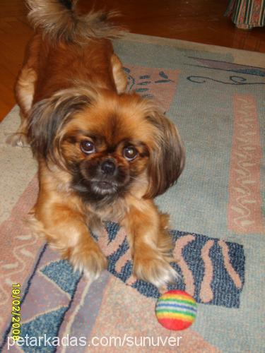 Kiraz Dişi Tibetli Spaniel