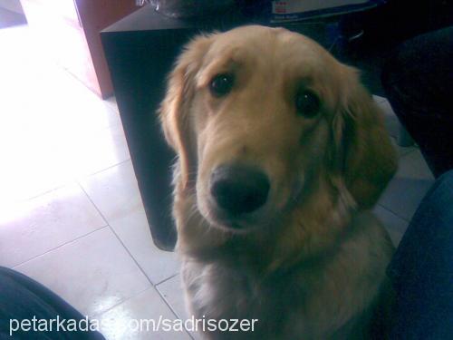 zeyna Dişi Golden Retriever