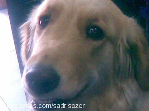 zeyna Dişi Golden Retriever