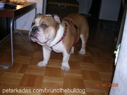 bruno Erkek İngiliz Bulldog