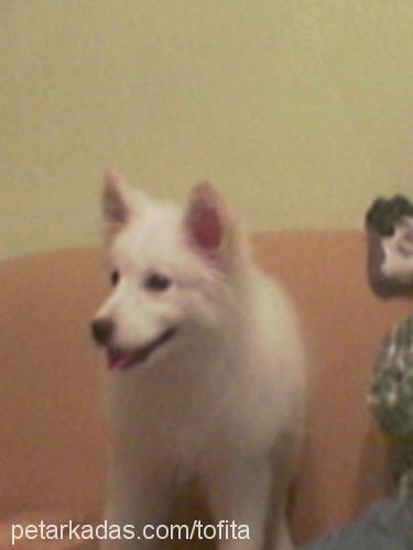 daisy Dişi Samoyed