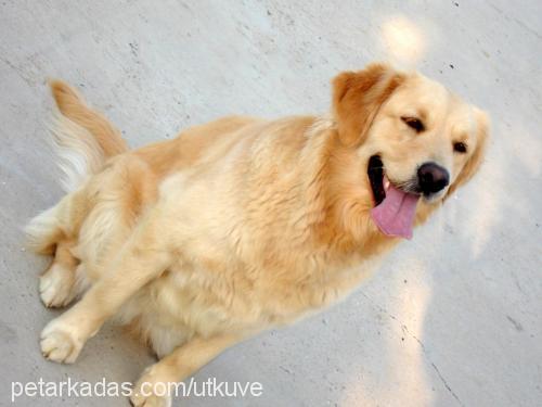 Talia Dişi Golden Retriever