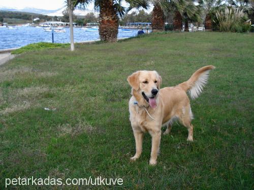 Talia Dişi Golden Retriever