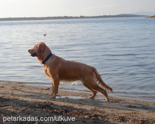 Talia Dişi Golden Retriever