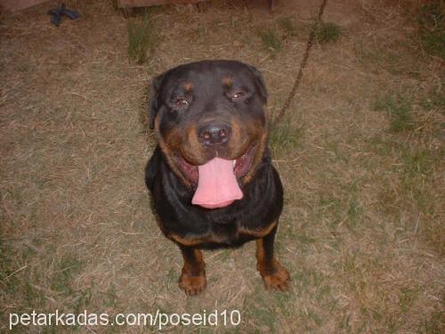 Ralph Erkek Rottweiler