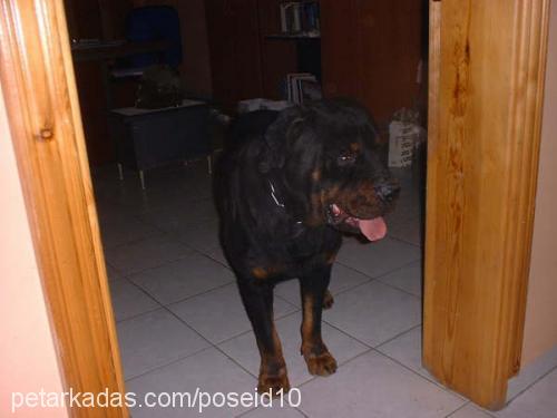 Ralph Erkek Rottweiler