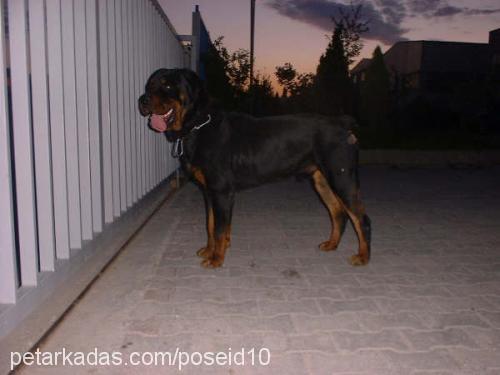 Ralph Erkek Rottweiler