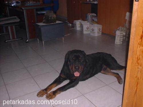 Ralph Erkek Rottweiler