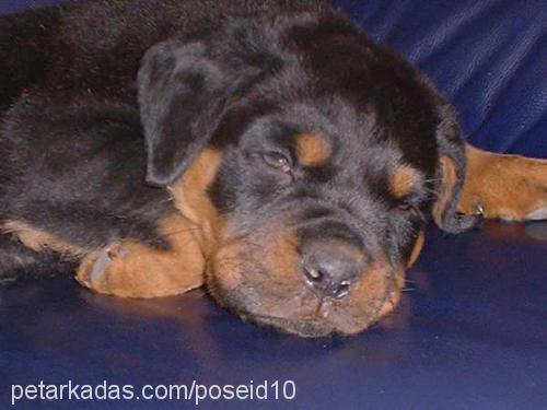 Ralph Erkek Rottweiler