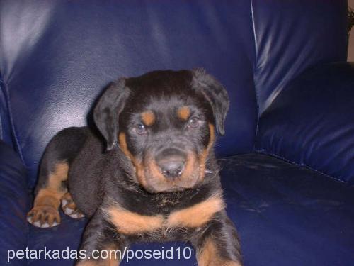 Ralph Erkek Rottweiler