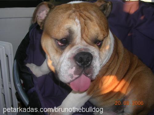 bruno Erkek İngiliz Bulldog