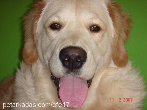 EFE Erkek Golden Retriever