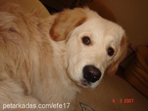 EFE Erkek Golden Retriever