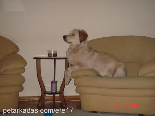 EFE Erkek Golden Retriever