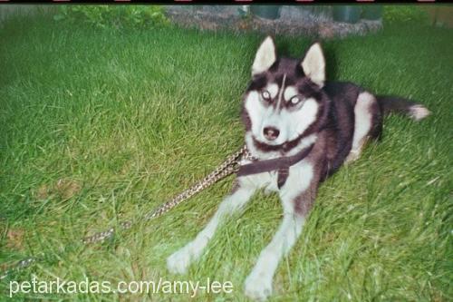 cessie Erkek Sibirya Kurdu (Husky)