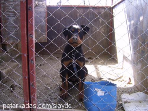 paşa Erkek Rottweiler