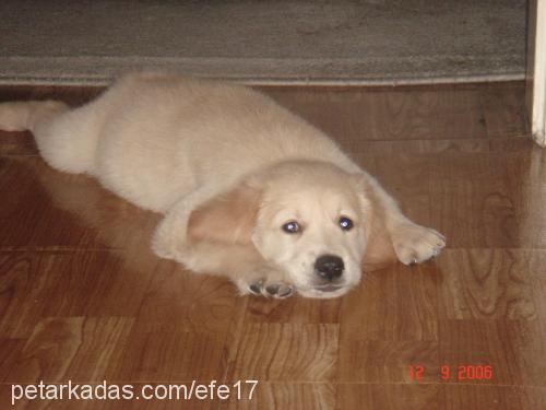 EFE Erkek Golden Retriever