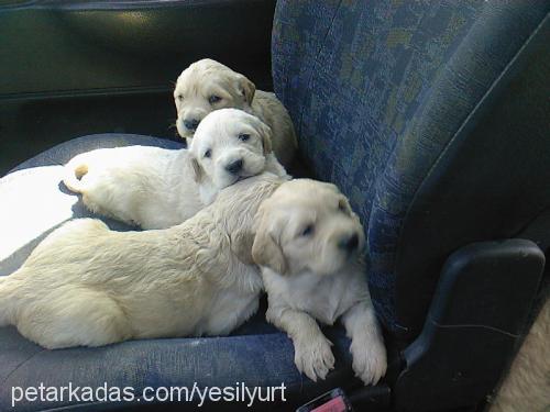 14 kafadar Dişi Golden Retriever