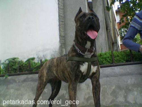 GECE Dişi Amerikan Staffordshire Terrier