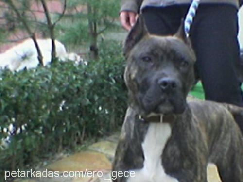 GECE Dişi Amerikan Staffordshire Terrier