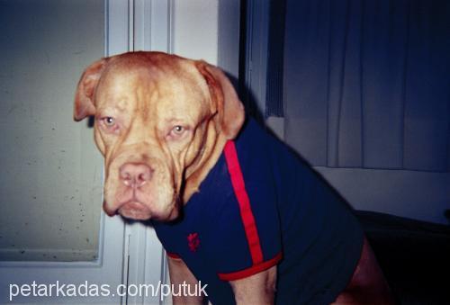 petrus Erkek Fransız Mastiff