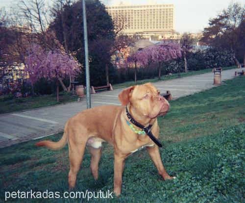 petrus Erkek Fransız Mastiff