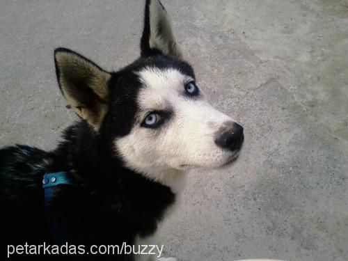 Buzzy Dişi Sibirya Kurdu (Husky)