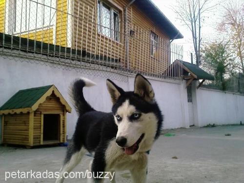 Buzzy Dişi Sibirya Kurdu (Husky)