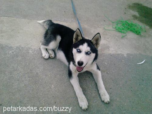 Buzzy Dişi Sibirya Kurdu (Husky)