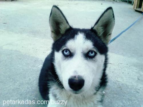 Buzzy Dişi Sibirya Kurdu (Husky)