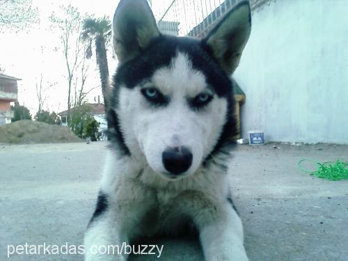 Buzzy Dişi Sibirya Kurdu (Husky)