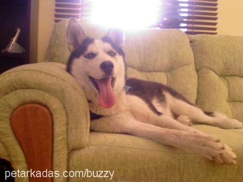 Buzzy Dişi Sibirya Kurdu (Husky)