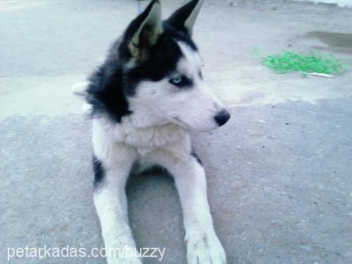 Buzzy Dişi Sibirya Kurdu (Husky)