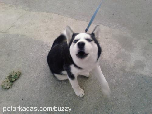 Buzzy Dişi Sibirya Kurdu (Husky)