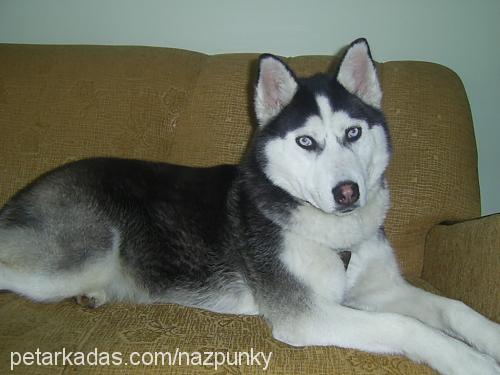 punky Dişi Sibirya Kurdu (Husky)