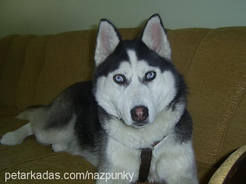 punky Dişi Sibirya Kurdu (Husky)