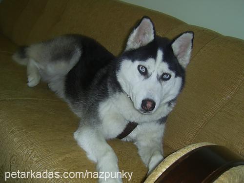 punky Dişi Sibirya Kurdu (Husky)